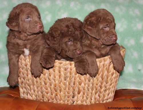 Chesapeake bay retriver s PP(jako hn�d� labrador)