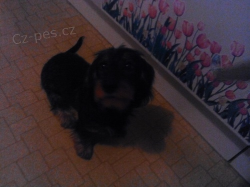 Jezev��k drsnosrst� standart