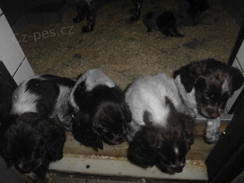 N�meck� K�epel�k