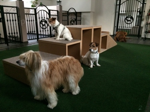 Hotel a �kolka pro psy