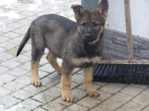 N�meck� ov��k - �t��ata s PP