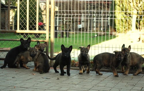 N�meck� ov��k-�t��ata