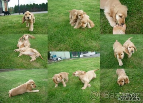 Anglick� kokr�pan�l