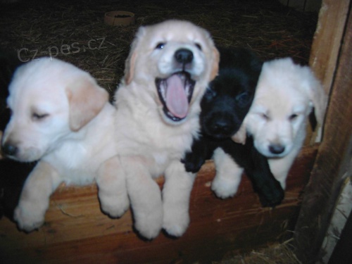 Labrador �oko, �ern� �t���tka s PP    