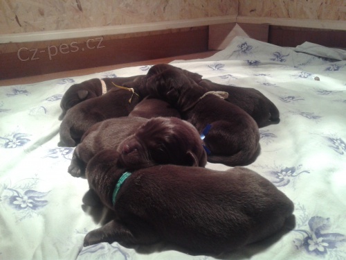 Labradorsk� retr.-�okol�dov� �t�n�tka s PP