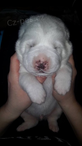 St�edoasijsk� pasteveck� pes s PP