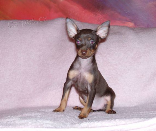 Pra�sk� krysa��k