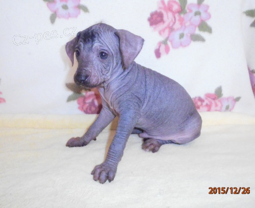 peru�nsk� nah��