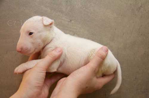 Miniaturn� bullterier s PP