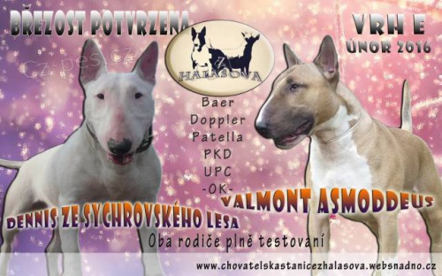 Bulteri�r �t���tka s PP pln� testovan� rodi�e