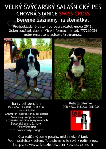 Velk� �v�carsk� sala�nick� pes