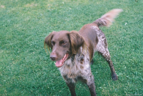 Mal� m�nsterlandsk� oha� - kryt�, bez PP, rodi�e s PP