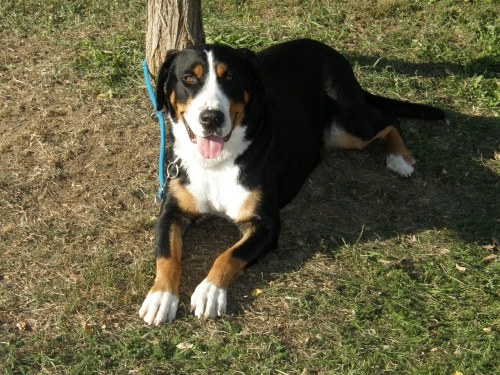 �t���tka - Velk� �v�carsk� sala�nick� pes s PP