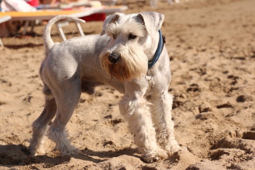 Kn�ra� mal� b�l� - kryt�