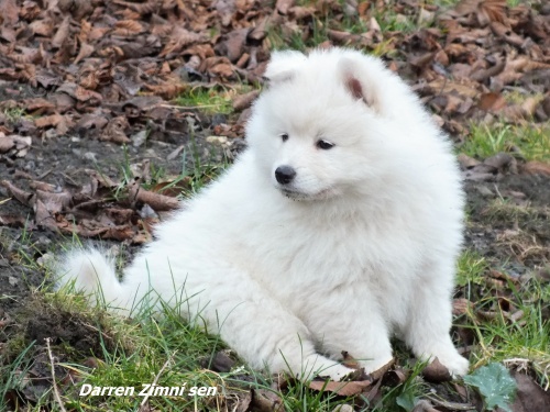 N�meck� �pic velk�