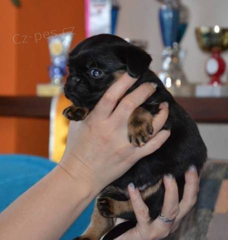 Grifonek, brabant�k.