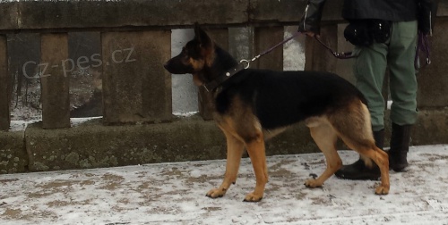 N�meck� ov��k