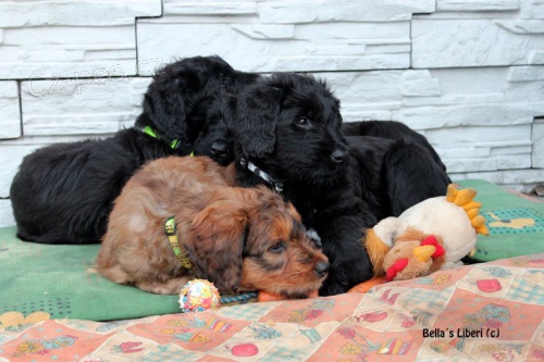 BRIARD - �pi�kov� �ern� pejsci s PP