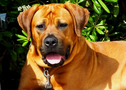 Tosa Inu - P�ij�m�me rezervace na TOP �t���tka