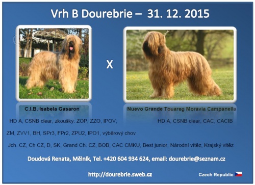 Briard