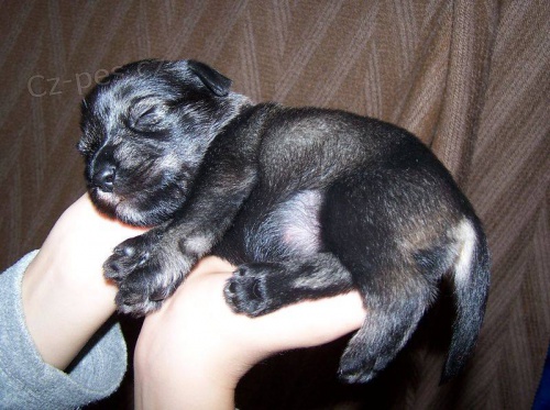 Kn�ra� st�edn� pep� a s�l