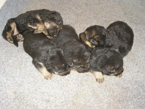 Prod�me �t��ata n�meck�ch ov��k� s PP