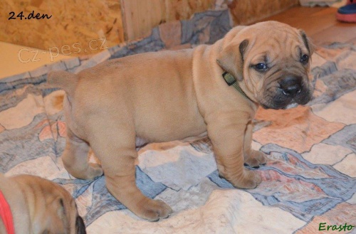 Boerboel �t��ata s PP - �pi�kov� rodi�e