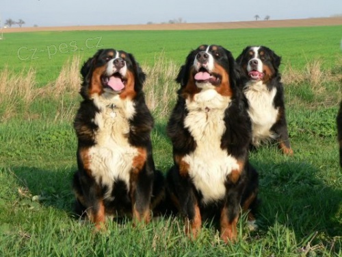 Bernsk� sala�nick� pes