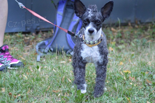 NAB�Z�M KE KRYT� ��NSK�HO CHOCHOLAT�HO PSA LABUT�NKU