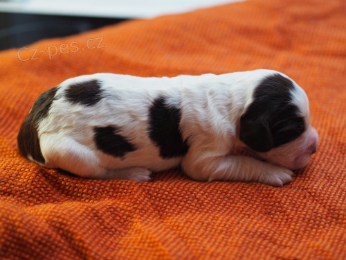 �t��ata - anglick� �pringr�pan�l