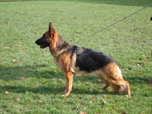 Prod�me �t��ata n�meck�ch ov��k� s PP