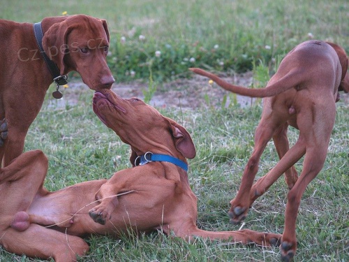 �kola �t��at