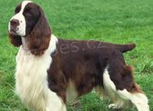 Prod�m Anglick�ho �pringr �pan�lla