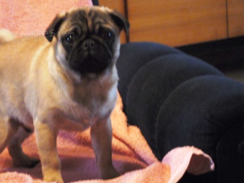 Mops - b�ov� pejsek s PP