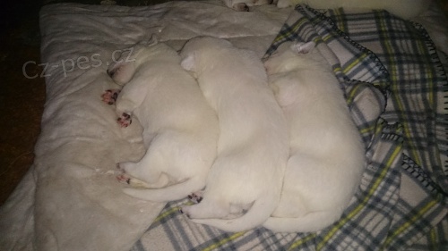 Prod�m �t�nata