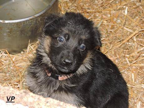 Prod�me �t��ata n�meck�ch ov��k� s PP