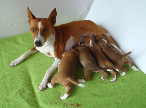 Basenji - pes s kter�m se nenud�te