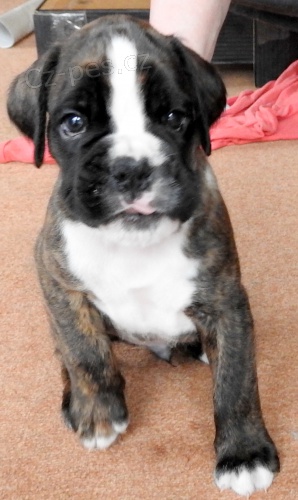 Boxer ��han� �t�n� pejsek