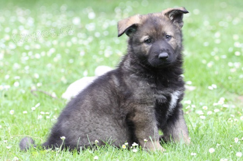 Vlko�ed� �t��ata Nemeck�ho ov��ka