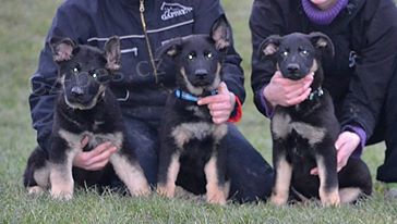 N�meck� ov��k s PP �t�nata