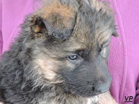 Prod�me �t��ata n�meck�ch ov��k� s PP