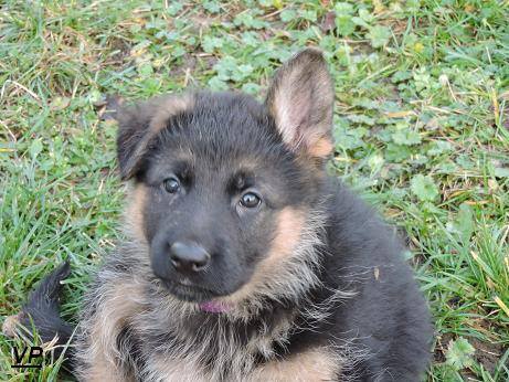 Prod�me �t��ata n�meck�ch ov��k� s PP