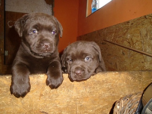 Labradorsk� retriever s PP- �okoladov�