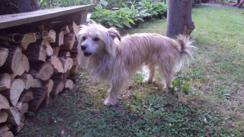 Nab�z�m psa ke kryt�