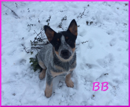 Australsk� hon�ck� pes s PP