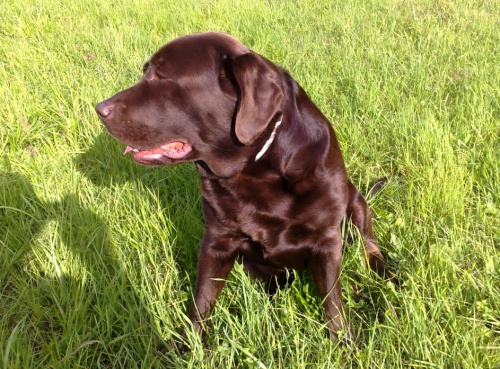 Labrador hn�d� na kryt�