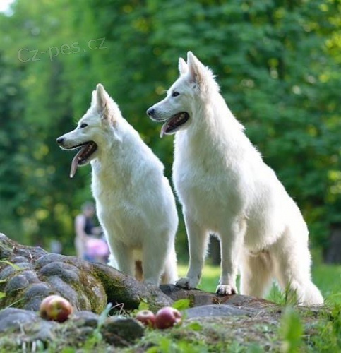 B�l� �v�carsk� ov��k - top �t���tka