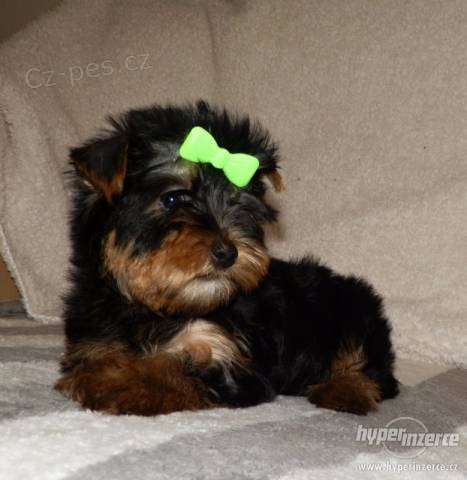 Jork��rsk� terrier s PP - fenka a pejsek