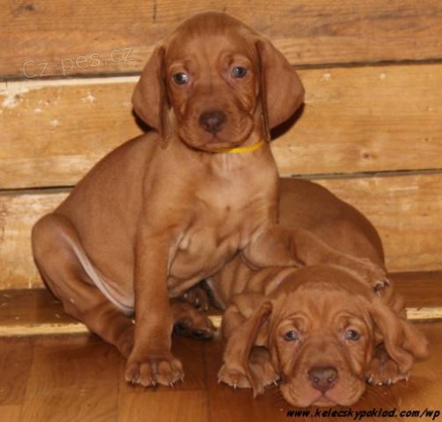 Ma�arsk� oha� kr�tkosrst� s PP