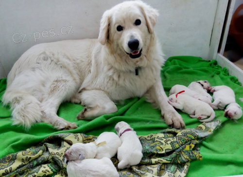 Slovensk� �uva� - �t���tka s PP